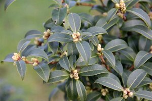 Osmanthus burkwoodii 100-125 cm met kluit - afbeelding 1