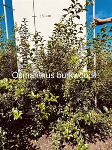 Osmanthus burkwoodii 100-125 cm met kluit - afbeelding 6