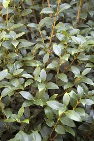 Osmanthus burkwoodii 100-125 cm met kluit - afbeelding 2