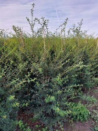 Osmanthus burkwoodii 125-150 cm met kluit - afbeelding 7