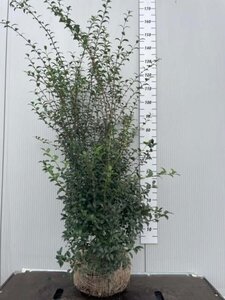 Osmanthus burkwoodii 125-150 cm met kluit - afbeelding 5