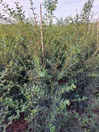 Osmanthus burkwoodii 125-150 cm met kluit - afbeelding 8