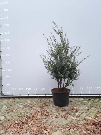 Osmanthus burkwoodii 125-150 cm met kluit meerstammig - afbeelding 1