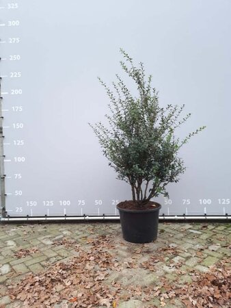 Osmanthus burkwoodii 125-150 cm met kluit meerstammig - afbeelding 2