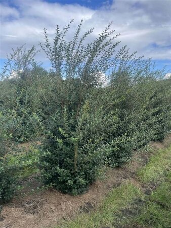 Osmanthus burkwoodii 150-175 cm WRB