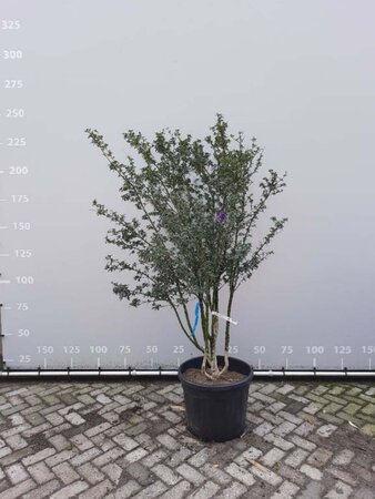 Osmanthus burkwoodii 150-175 cm draadkluit meerstammig - afbeelding 3