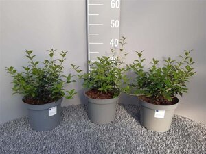 Osmanthus burkwoodii 40-60 cm cont. 3,0L - afbeelding 5