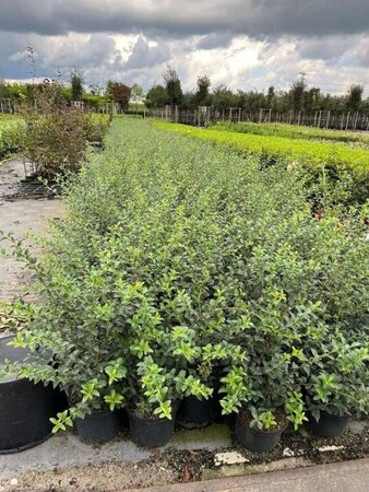 Osmanthus burkwoodii 50-60 cm cont. 5,0L - afbeelding 5