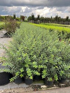 Osmanthus burkwoodii 50-60 cm cont. 5,0L - afbeelding 5