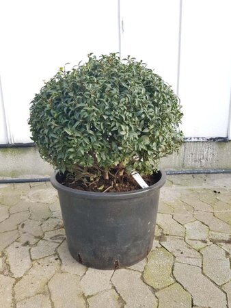 Osmanthus burkwoodii 50 cm container bulb - image 1