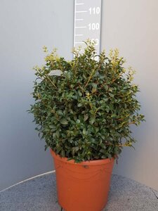 Osmanthus burkwoodii 50 cm container bulb - image 2