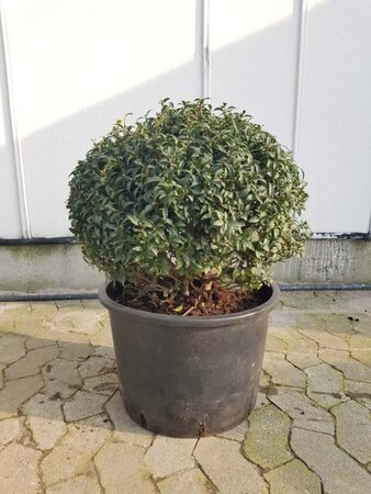 Osmanthus burkwoodii 50 cm container bulb - image 3