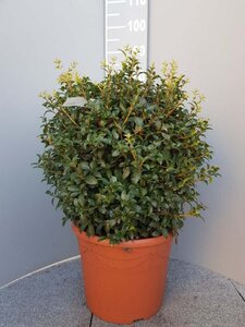 Osmanthus burkwoodii 50 cm container bulb - image 4