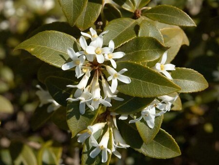 Osmanthus burkwoodii 60-80 cm met kluit - afbeelding 4