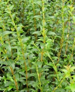 Osmanthus burkwoodii 80-100 cm met kluit - afbeelding 1