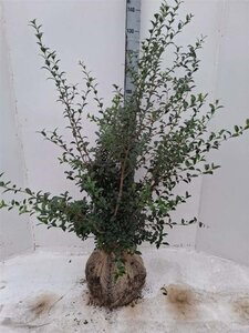 Osmanthus burkwoodii 80-100 cm met kluit - afbeelding 3