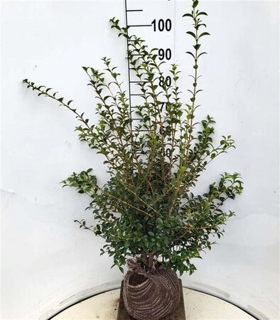 Osmanthus burkwoodii 80-100 cm met kluit - afbeelding 2