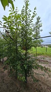 Ostrya carpinifolia 10-12 cm BR feathered