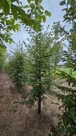 Ostrya carpinifolia 12-14 Hoogstam wortelgoed 2 X verplant