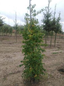 Ostrya carpinifolia 6-8 cm BR feathered - image 2