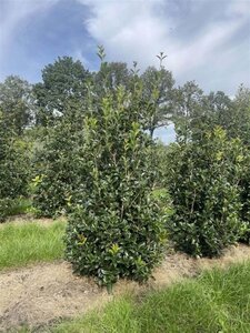 Osmanthus fortunei 175-200 cm draadkluit