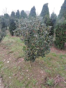 Osmanthus heterophyllus = aquifolium 100-125 cm met kluit - afbeelding 2