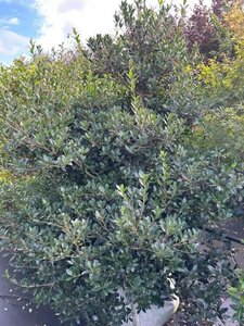 Osmanthus heterophyllus = aquifolium 150-175 cm cont. 100L - afbeelding 1