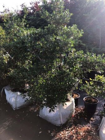 Osmanthus heterophyllus = aquifolium 150-175 cm cont. 100L - afbeelding 2