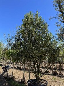 Osmanthus heterophyllus = aquifolium 400-450 cm cont. 350L multi-stem