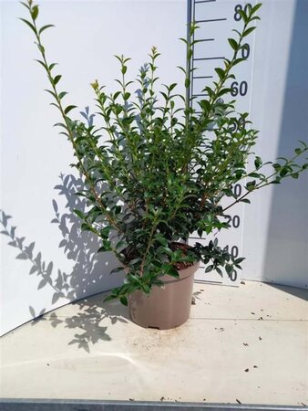 Osmanthus heterophyllus = aquifolium 60-80 cm cont. 5,0L - afbeelding 2