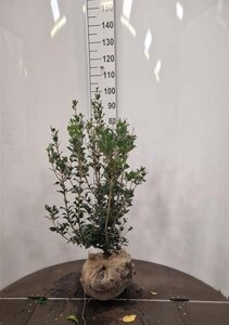 Osmanthus heterophyllus = aquifolium 60-80 cm met kluit - afbeelding 1