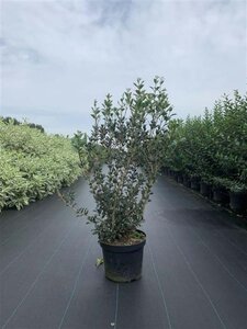 Osmanthus heterophyllus = aquifolium 80-100 cm cont. 12L