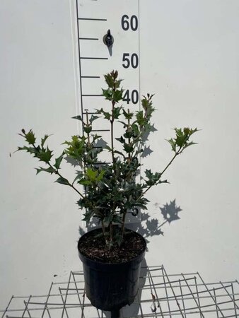 Osmanthus heterophyllus = aquifolium geen maat specificatie cont. 3,0L - afbeelding 2