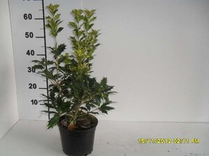 Osmanthus heter. 'Goshiki' 40-50 cm cont. 4,0L - afbeelding 1