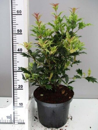 Osmanthus heter. 'Goshiki' 40-50 cm cont. 4,0L - image 2