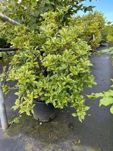 Osmanthus heter. 'Goshiki' 80-100 cm cont. 20L - afbeelding 3