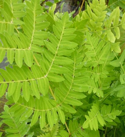 Osmunda regalis geen maat specificatie 0,55L/P9cm - afbeelding 1