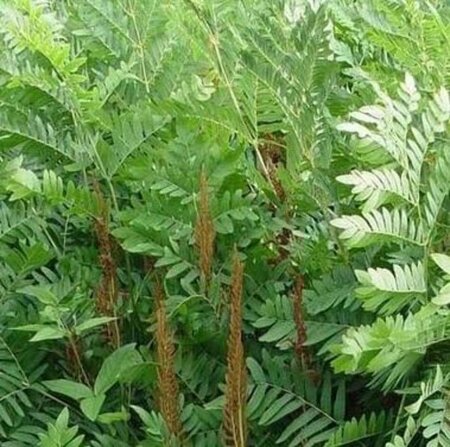 Osmunda regalis geen maat specificatie 0,55L/P9cm - afbeelding 3