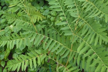 Osmunda regalis 'Purpurascens' geen maat specificatie 0,55L/P9cm