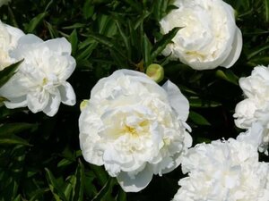 Paeonia (LD) 'Duchesse de Nemours' geen maat specificatie cont. 2,0L - afbeelding 2