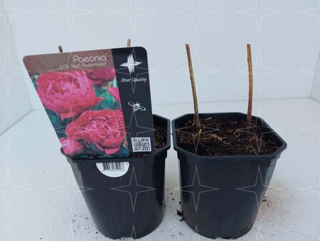 Paeonia (LD) 'Karl Rosenfield' geen maat specificatie cont. 2,0L - afbeelding 2