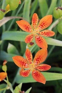 Pardancanda norrisii geen maat specificatie 0,55L/P9cm - afbeelding 3