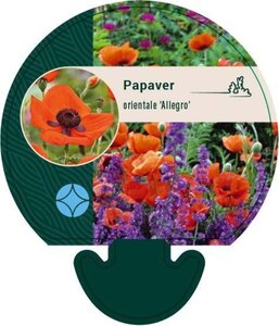 Papaver or. 'Allegro' geen maat specificatie 0,55L/P9cm