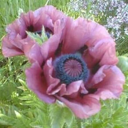 Papaver or. 'Patty's Plum' geen maat specificatie 0,55L/P9cm - afbeelding 3