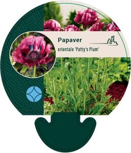 Papaver or. 'Patty's Plum' geen maat specificatie 0,55L/P9cm - afbeelding 2