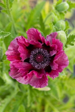 Papaver or. 'Patty's Plum' geen maat specificatie 0,55L/P9cm - afbeelding 1