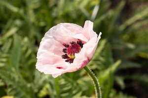 Papaver or. 'Royal Wedding' geen maat specificatie 0,55L/P9cm - afbeelding 1