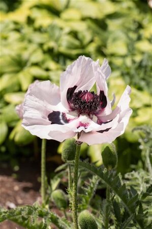 Papaver or. 'Royal Wedding' geen maat specificatie 0,55L/P9cm - afbeelding 2