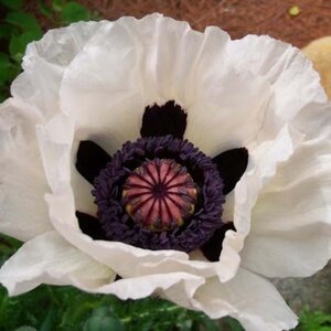 Papaver or. 'Royal Wedding' geen maat specificatie 0,55L/P9cm - afbeelding 4