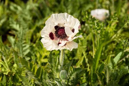 Papaver or. 'Royal Wedding' geen maat specificatie 0,55L/P9cm - afbeelding 3